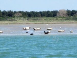 Hors-Bord et Cerfs-Volants à Berck