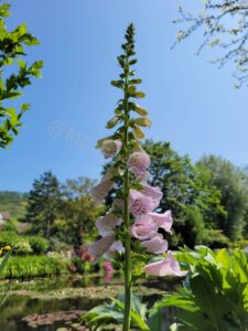 Les jardins de Monet