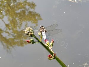 Les jardins de Monet