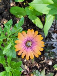 Les jardins de Monet