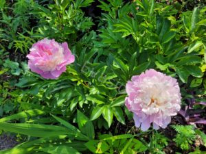 Les jardins de Monet