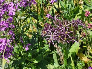 Les jardins de Monet