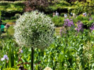 Les jardins de Monet