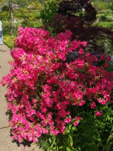 Les jardins de Monet