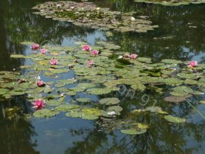 Les jardins de Monet