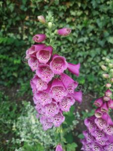 Les jardins de Monet