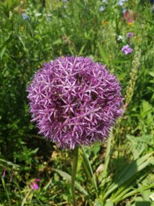 Les jardins de Monet