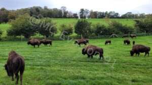 Rêve de Bisons