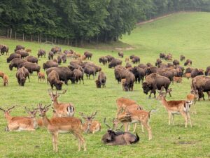 Rêves de bisons