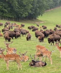 Rêves de bisons